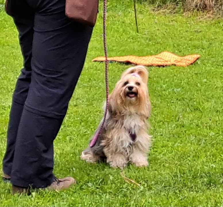 HSV ÖGV Hundesport Innsbruck
