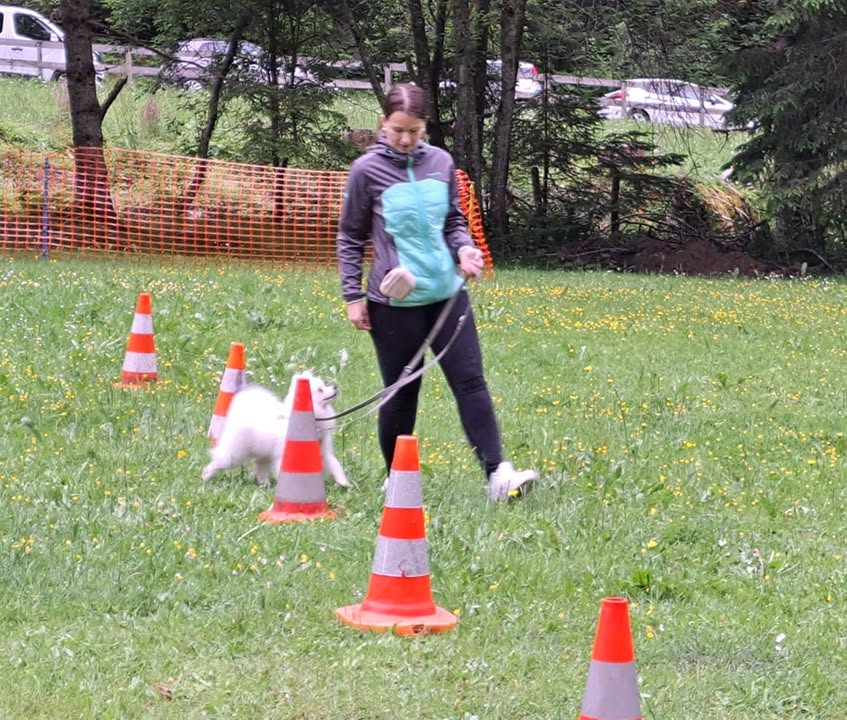 HSV ÖGV Hundesport Innsbruck