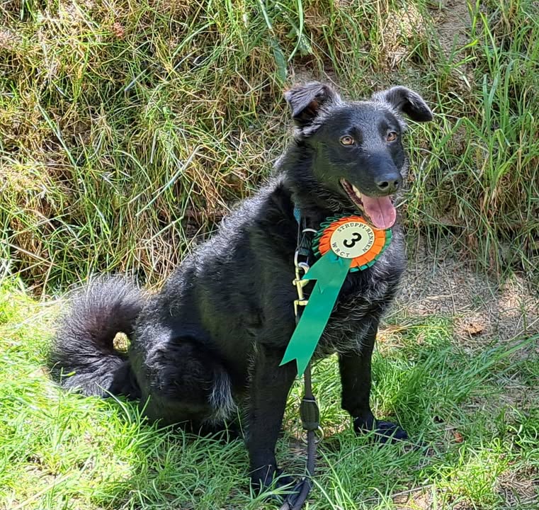 HSV ÖGV Hundesport Innsbruck