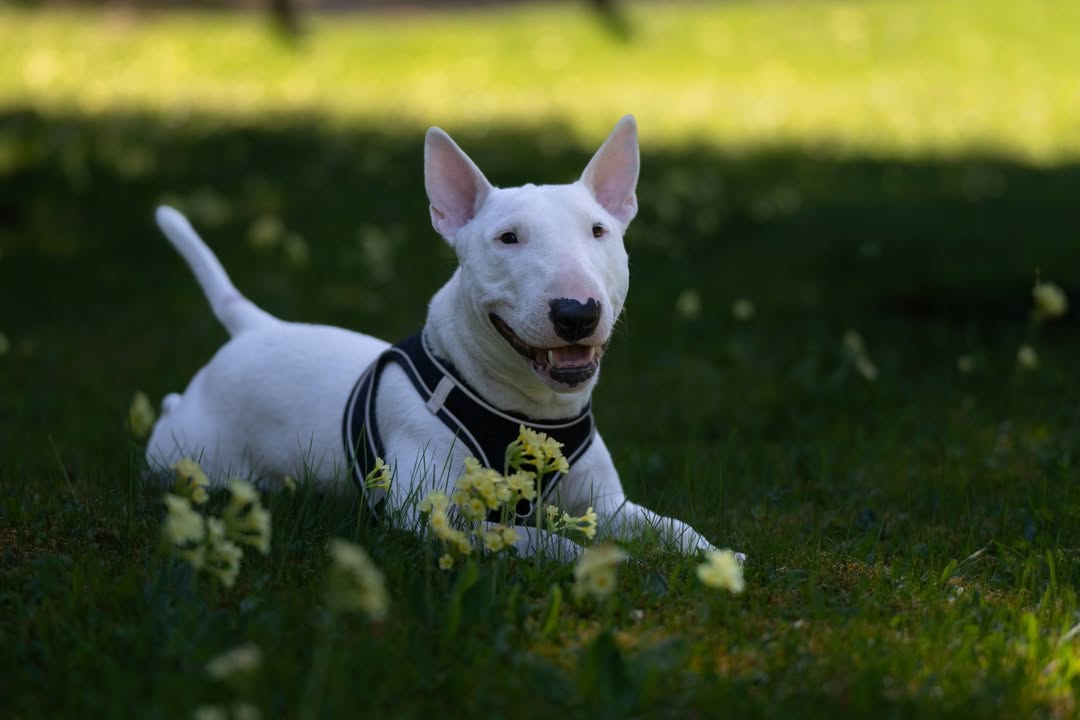 HSV ÖGV Hundesport Innsbruck