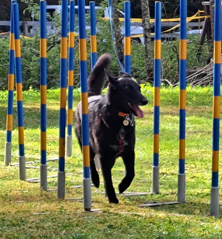 HSV ÖGV Hundesport Innsbruck