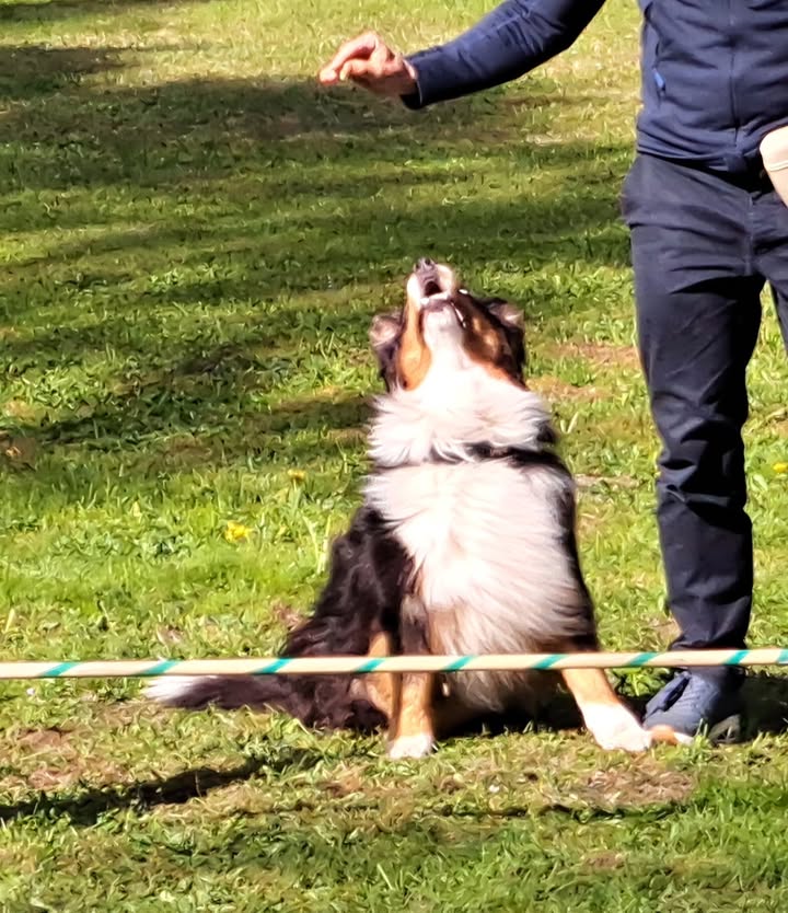 HSV ÖGV Hundesport Innsbruck