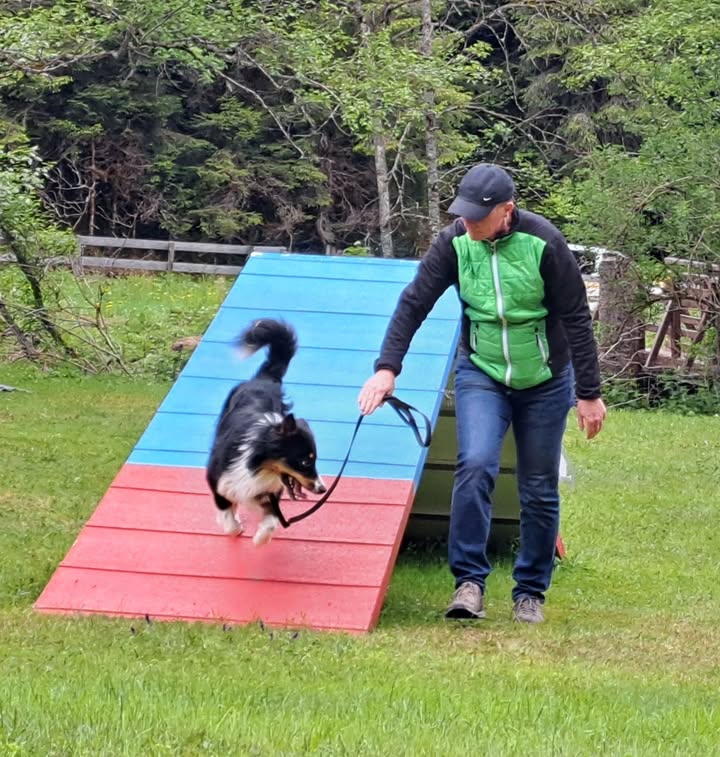 HSV ÖGV Hundesport Innsbruck