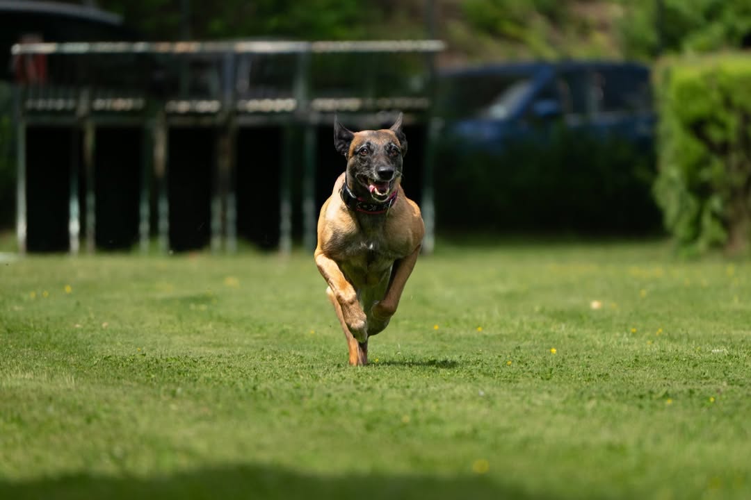 HSV ÖGV Hundesport Innsbruck