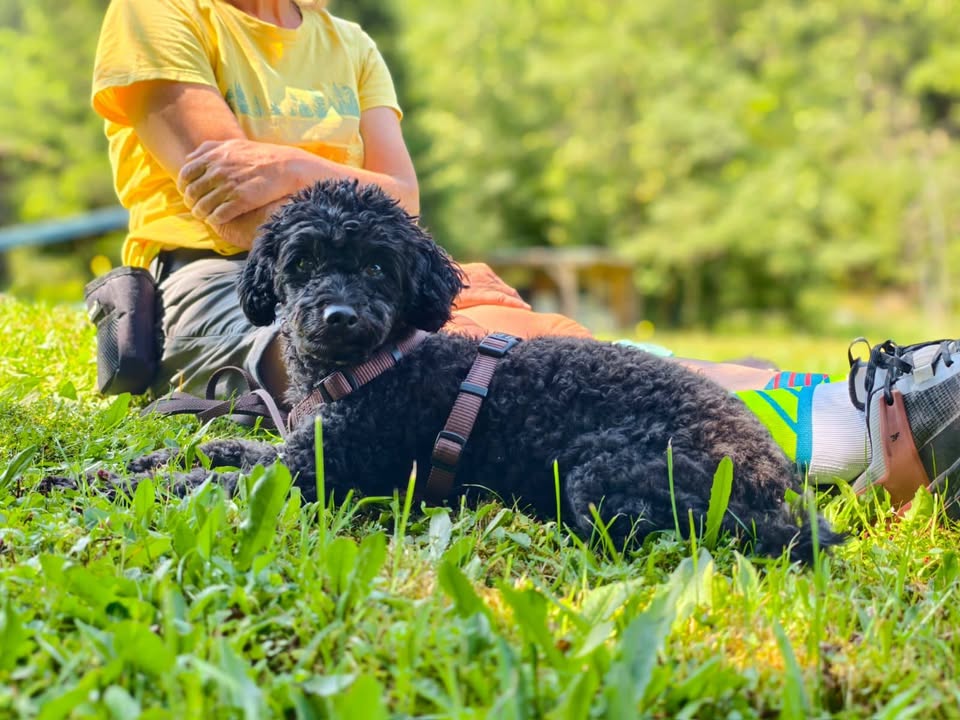 HSV ÖGV Hundesport Innsbruck