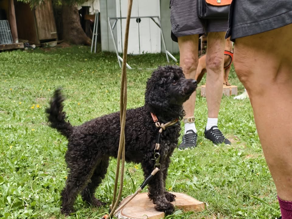 HSV ÖGV Hundesport Innsbruck