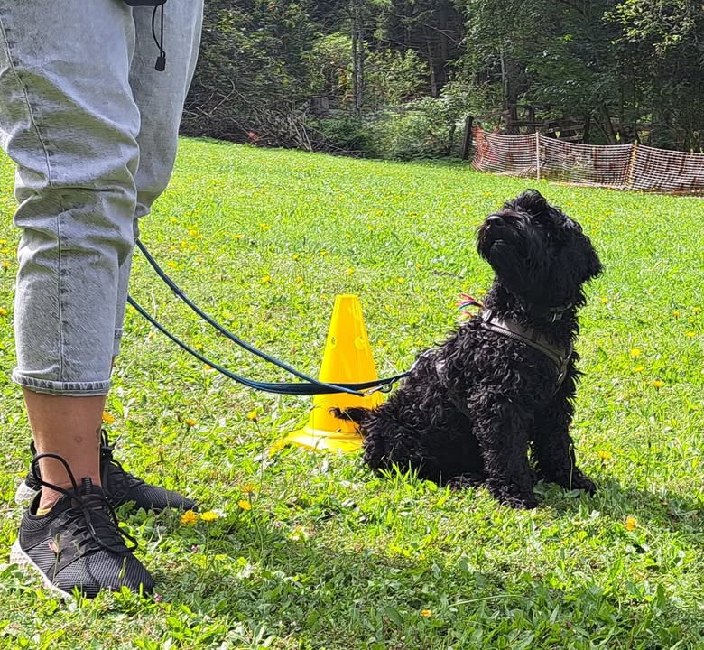 HSV ÖGV Hundesport Innsbruck