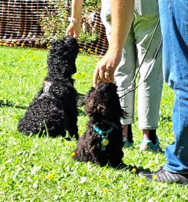 HSV ÖGV Hundesport Innsbruck