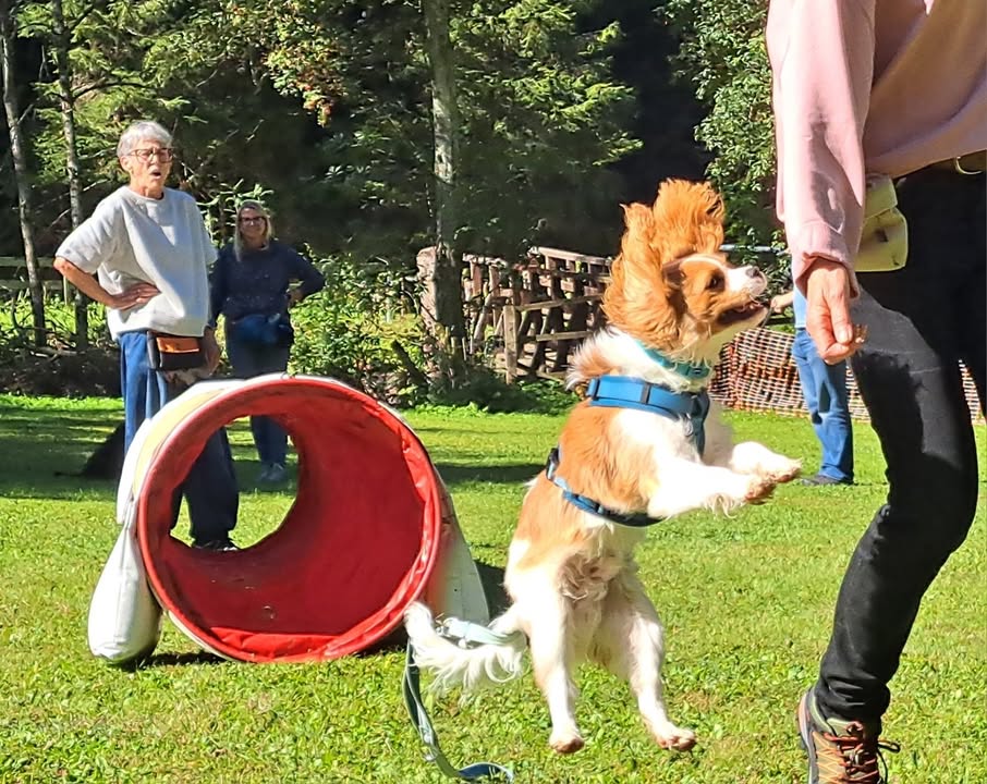 HSV ÖGV Hundesport Innsbruck