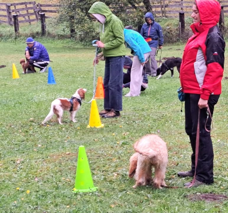 HSV ÖGV Hundesport Innsbruck
